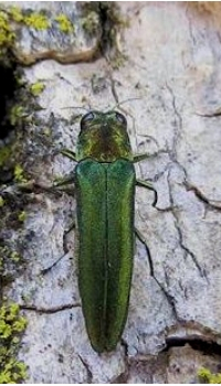 Emerald Ash Borer 