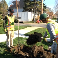 After refilling the hole, crews add stakes and straps to keep the tree in the correct position.