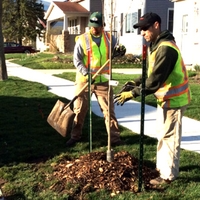 Fertilizer is applied to help the tree grow, and mulch is added to retain moisture and prevent erosion. A tree guard is added to protect the trunk from trimmer blades and lawn mowers.