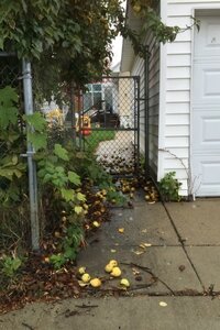 A stack of fresh apples sits on the sidewalk next to a rustic fence