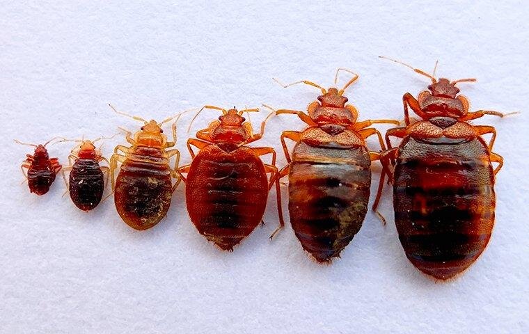 Close-up of small, brown bed bugs on a surface