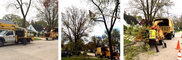 City Tree Pruning done by tree trimmers