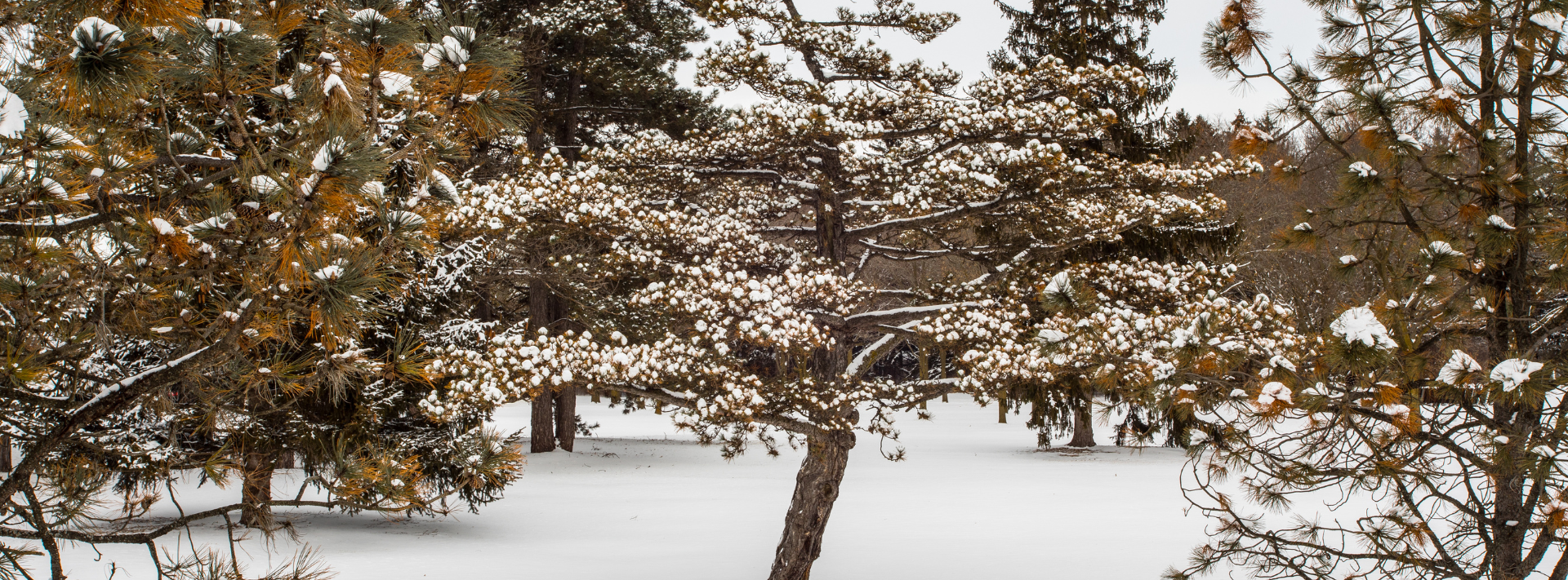 Photo of snow covered trees in Greenfield Park in West Allis