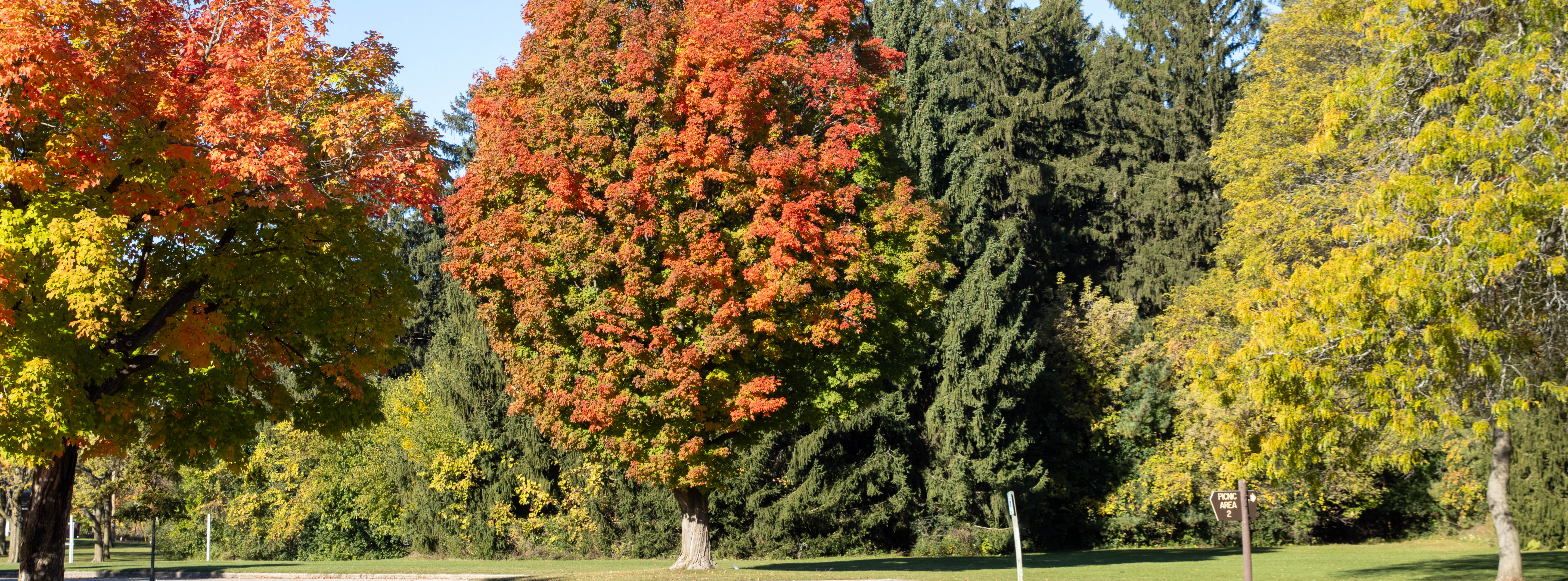 A maple tree at Greenfield Park turns orange