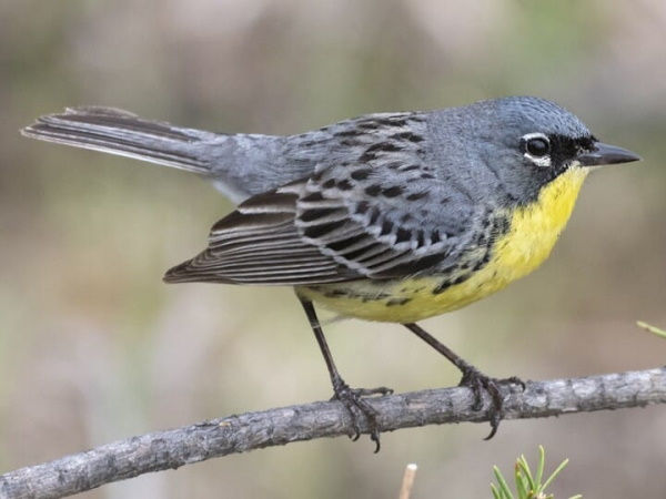 Bicyclists and Birders