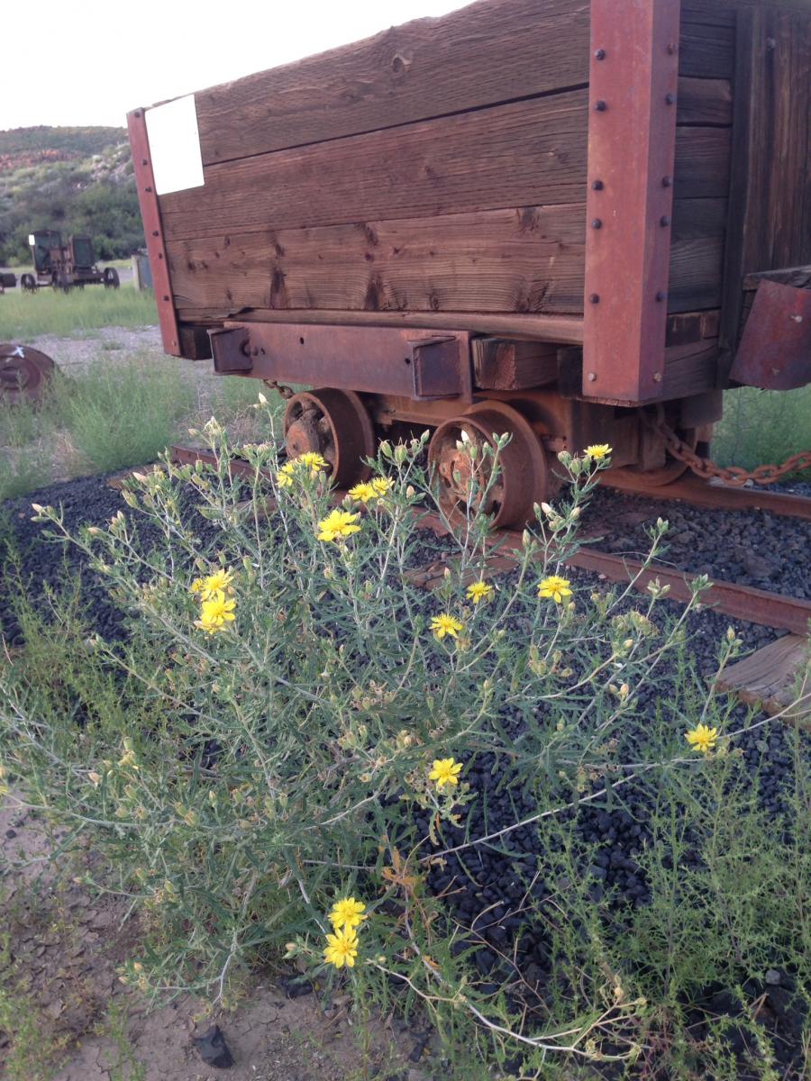 Train car covered in yellow flowers.