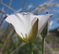 Vibrant flower in green grass