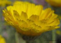 Vibrant flower in green grass