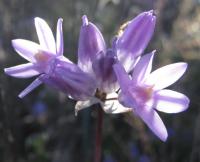 Vibrant flower in green grass
