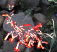 Vibrant flower in green grass