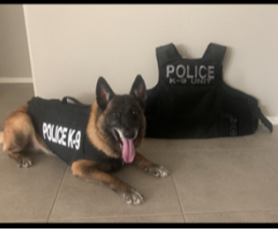 K-9 unit dog in a vest