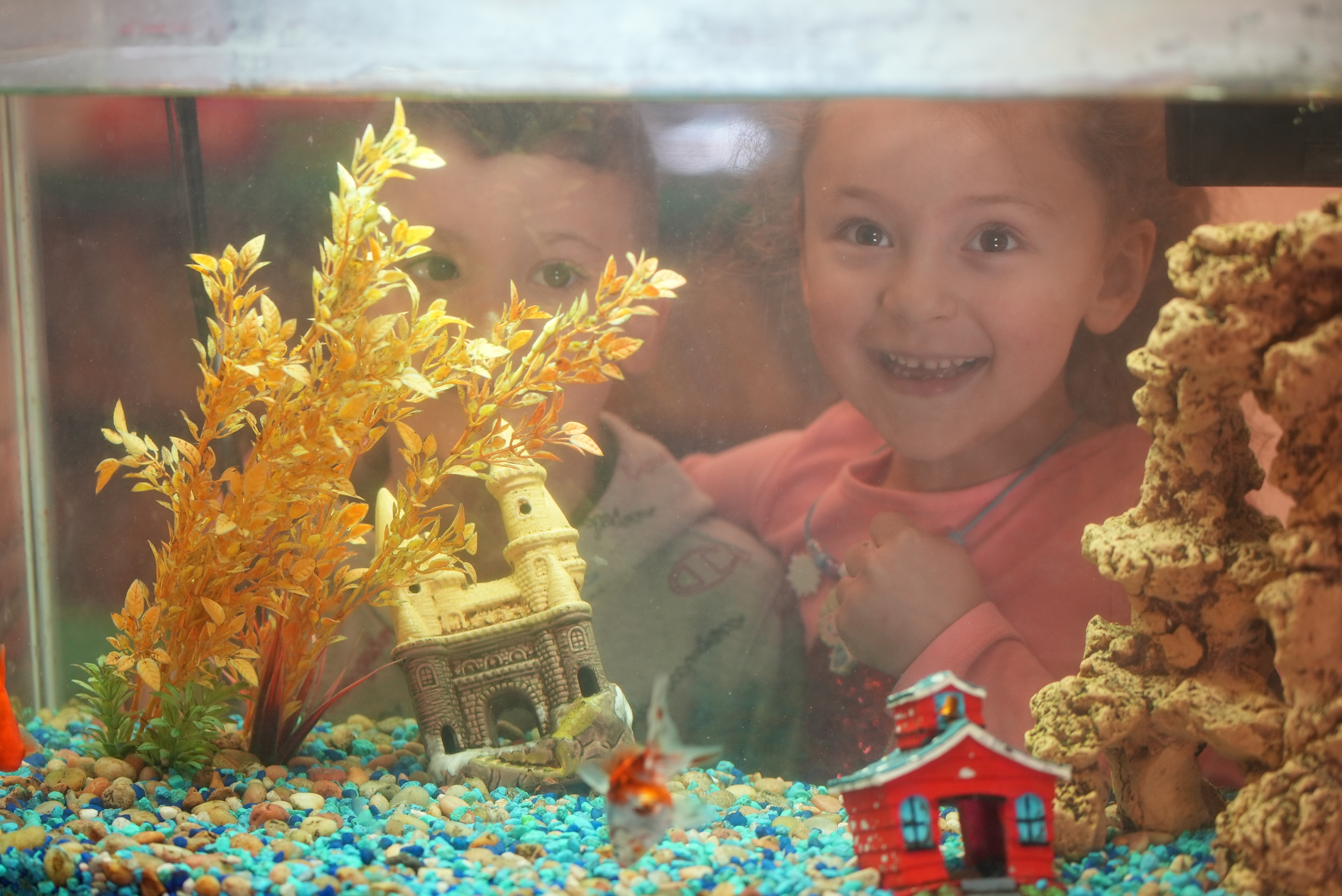 Students looking at fish tank