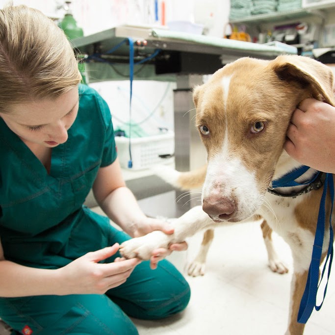 dog with a vet