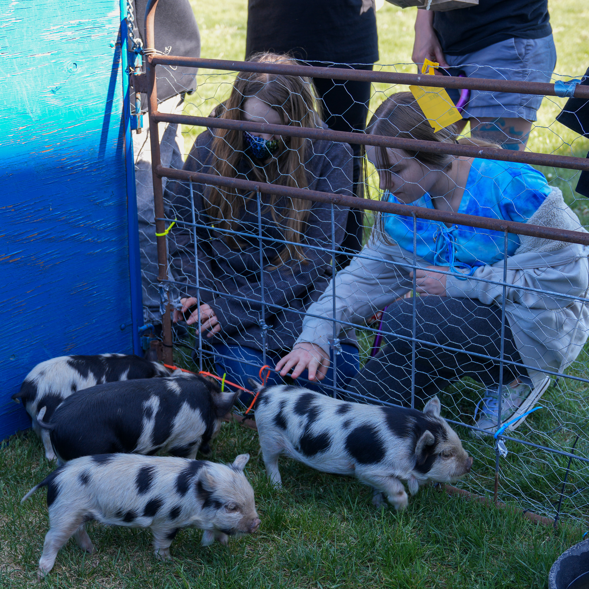 Farm animals