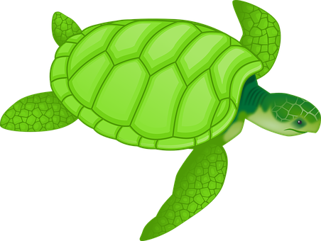 a turtle