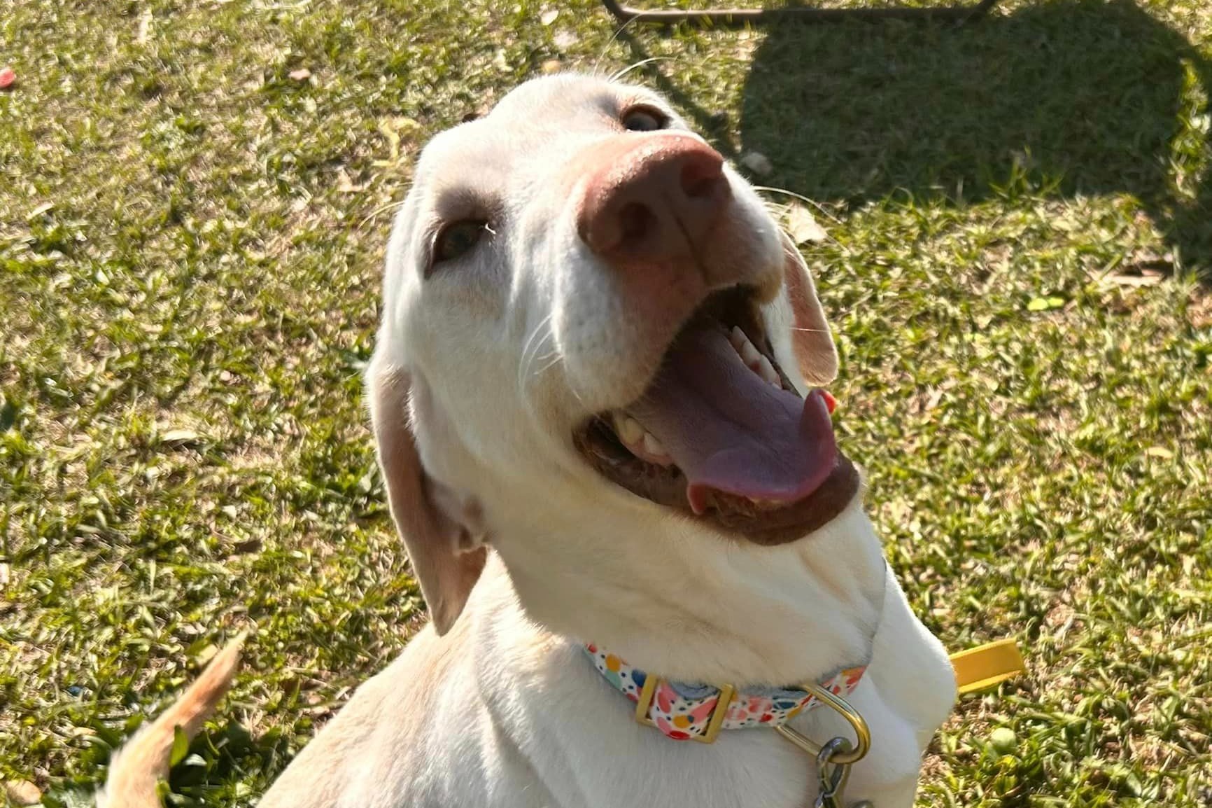 dog