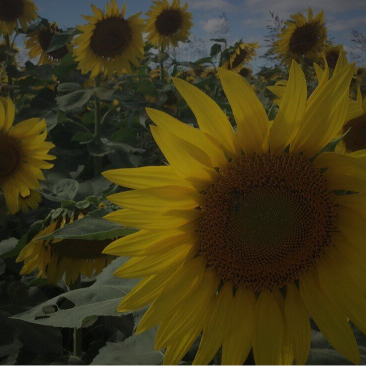 sunflowers