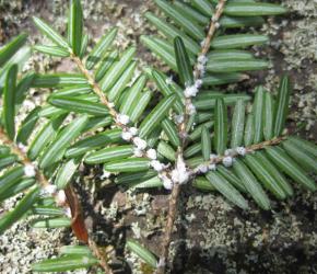 Hemlock Wooly Adelgid