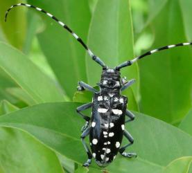 Asian Longhorned Beetle