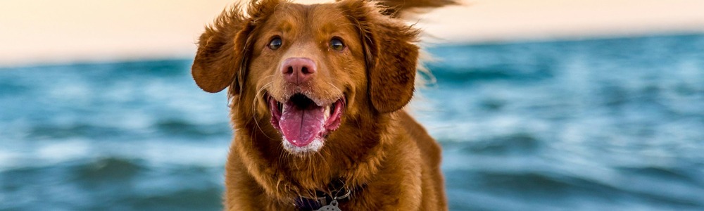 Dog Running on Beach