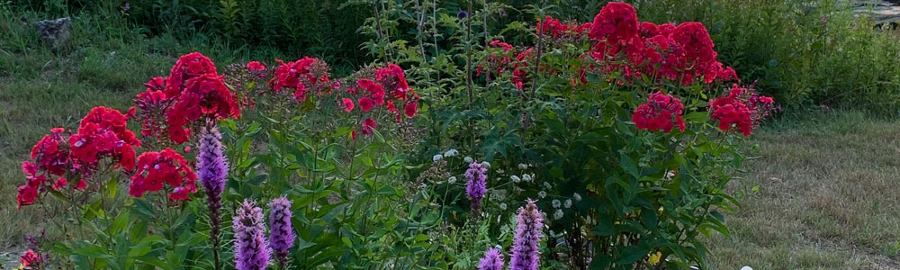 Field of Beautiful Flowers