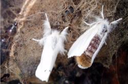 Browntail Moth