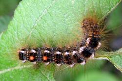 Browntail Moth Catepillar