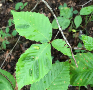 Beech Leaf Disease