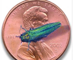 Emerald Ash Borer