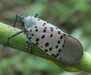 Spotted Lanternfly