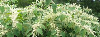 Japanese Knotweed