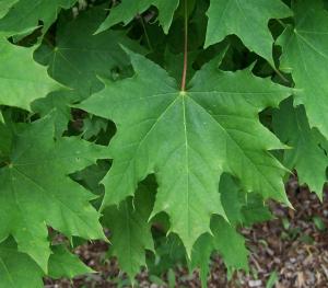 Norway Maple Leaf