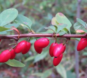 Japanese Barberry