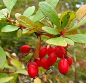 Common Barberry