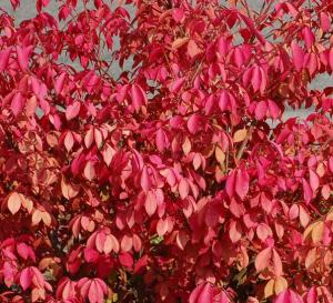 Burning Bush