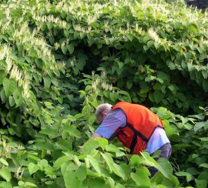 Man in Japanese Knotweed