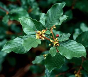 Glossy Buckthorn