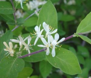 Morrow’s Honeysuckle