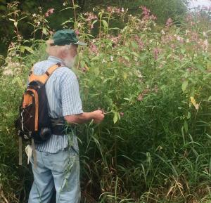 Himalayan Balsam