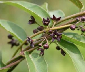 Black Swallowwort