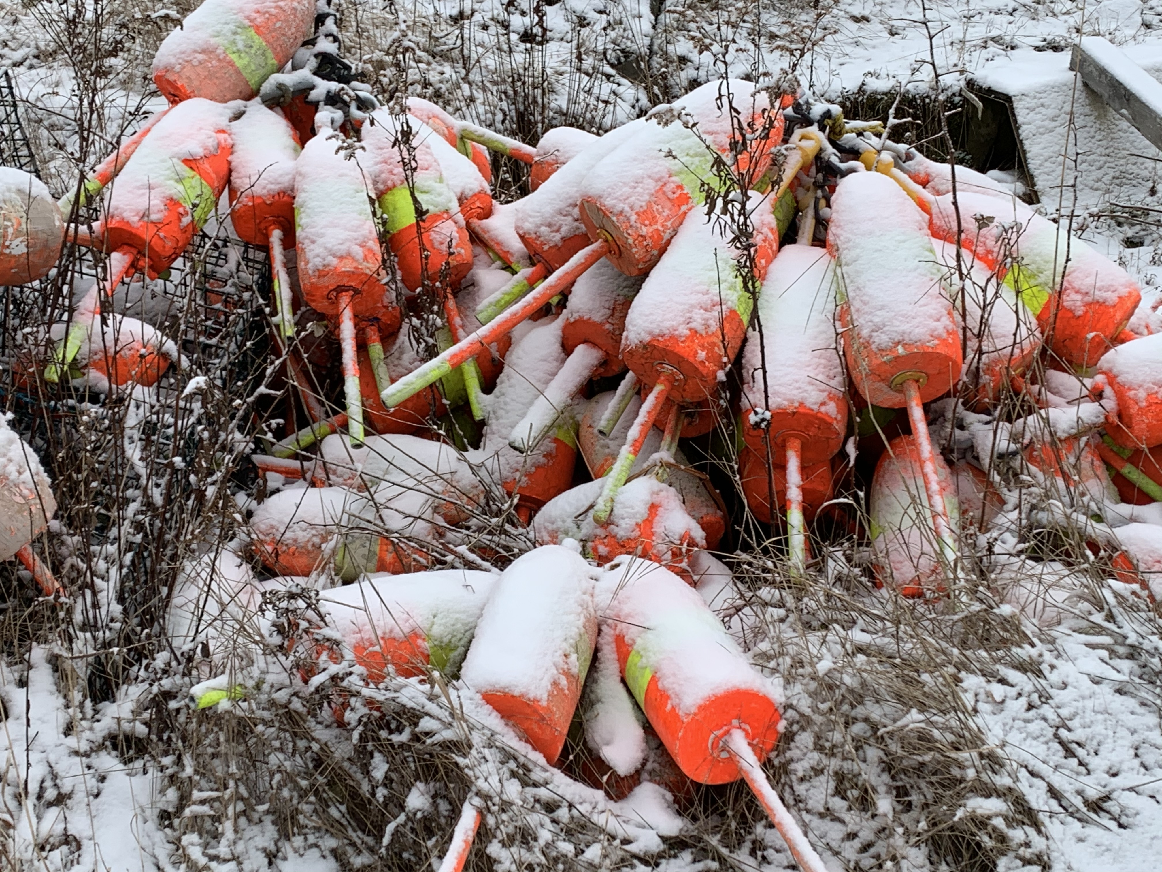 Buoys in Snow