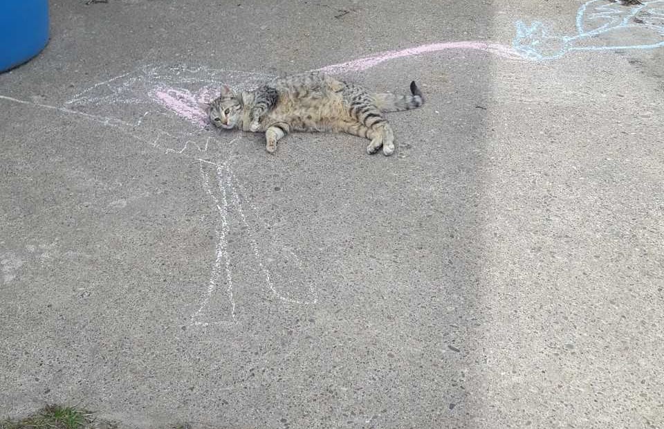 Cat-dragon spitting pink water at a kite with a heart by Kassidy, 4th grade
