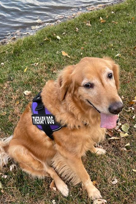 Bella the Therapy Dog