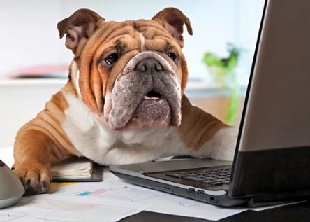 Photo of a bulldog with a laptop.
