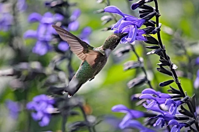 "Ruby-Throated Hummingbird" by Holden, BVA Student