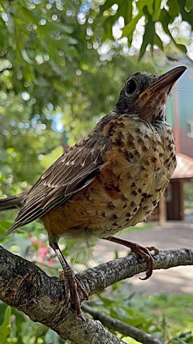 "The Friendly Thrush" by Aedan, BVA Student