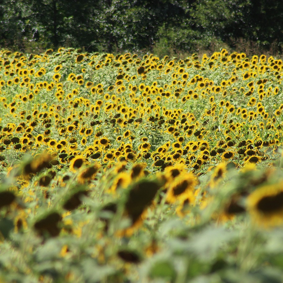 A wide variety of plant life is grown and harvested on the JDLH campus.