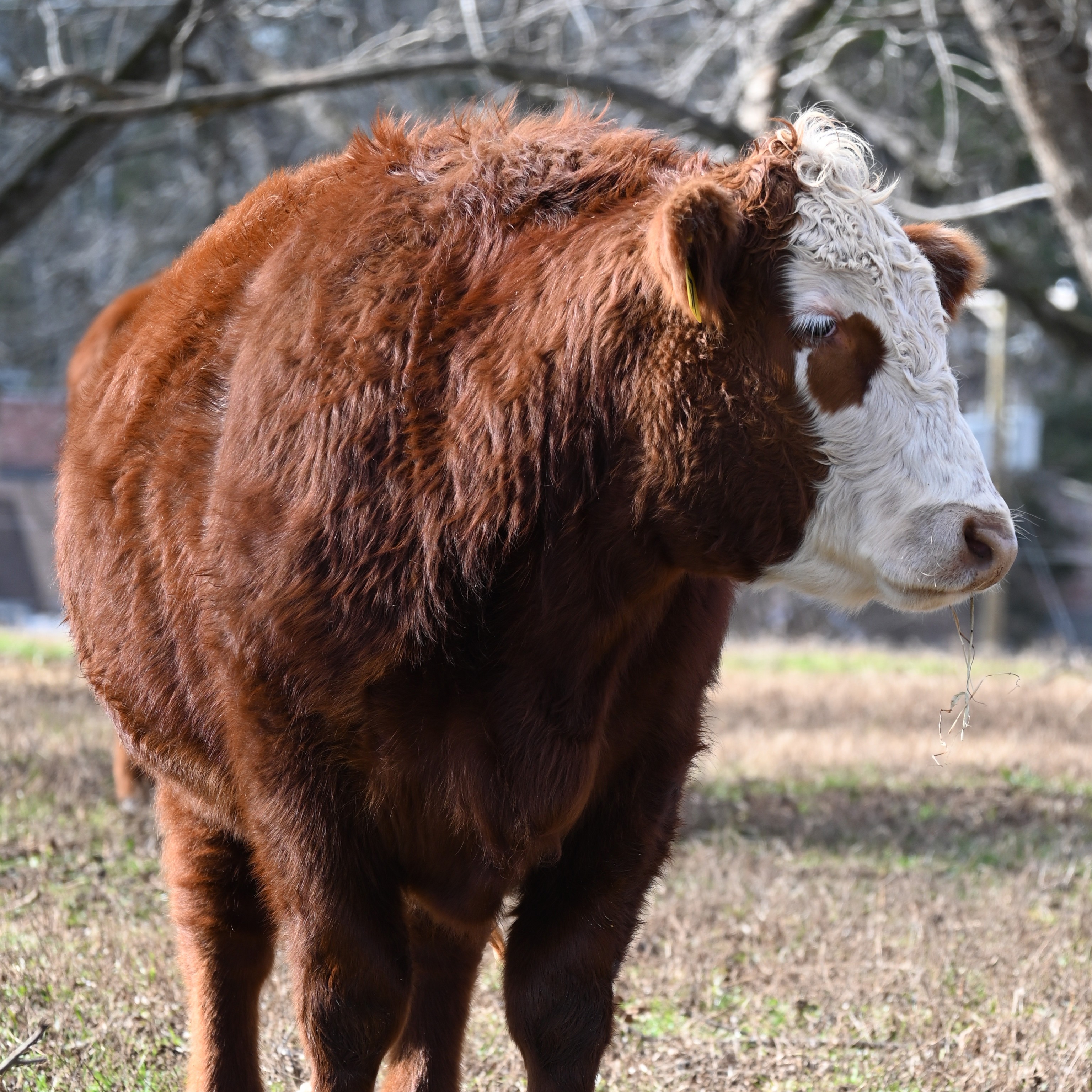 The JDLH Farm is home to numerous head of beef cattle.