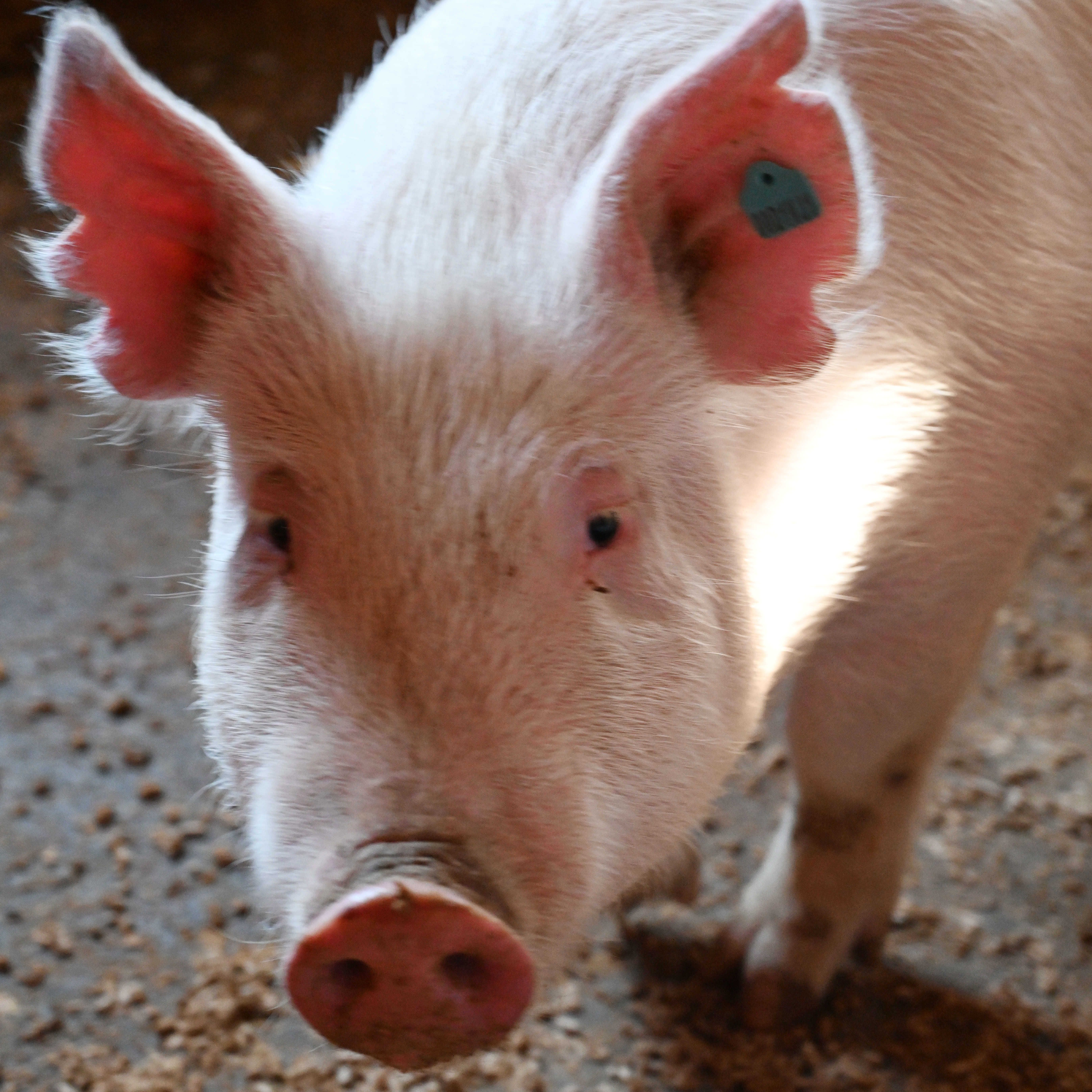 The John de la Howe campus raises swine in addition to its other animal products.