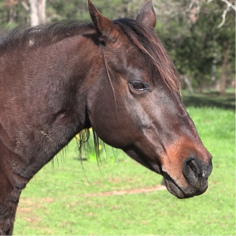 Our vibrant Equine Center is where students can learn horsemanship.